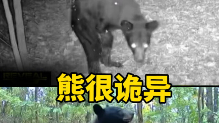 Why Are Bears in the Wild So Creepy?