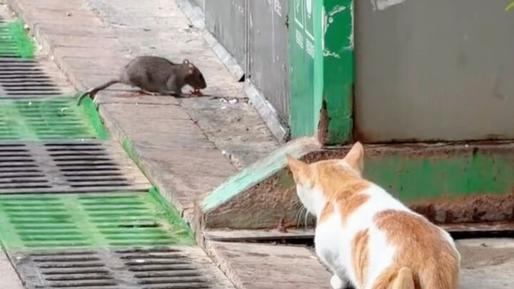 Mouse: I was terrified at the time.