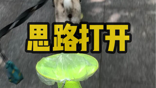 其实有些赶海的东西更适合养狗人