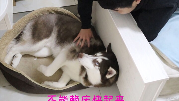 The husky refuses to get out of bed, so the owner goes over to tease it, and the husky gets so mad i