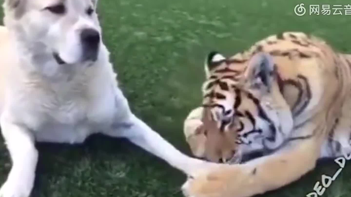 She bit me in the middle of the night, it made me numb