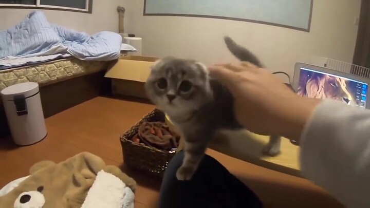This adorable little cutie, wanting its human to pet it, purrs and rubs against you while pacing by 