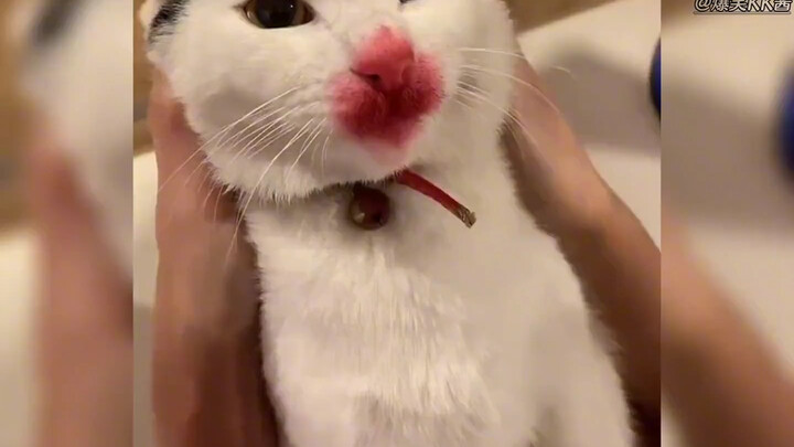 A Grand Showcase of Confusing Behaviors by Bipedal Creatures