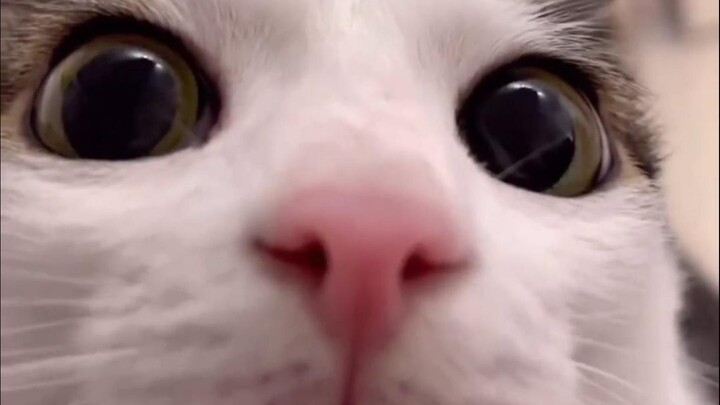 🐱 Urgent! Urgent! Urgent! 🐱