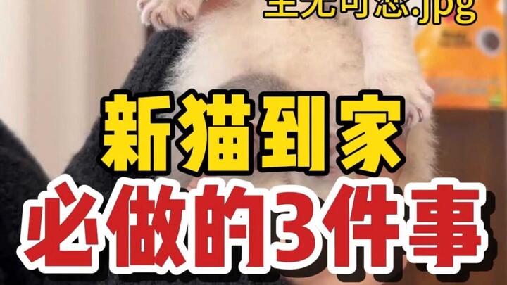 Three things you must know when a new cat comes home—do these right, and your cat will absolutely ad