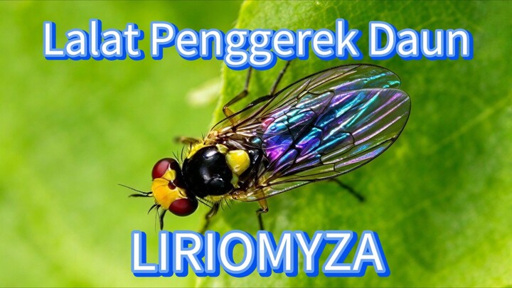 Lalat Penggerek Daun ( LIRIOMYZA )