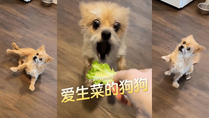 Anjing yang rela melakukan apa saja demi selada!!!