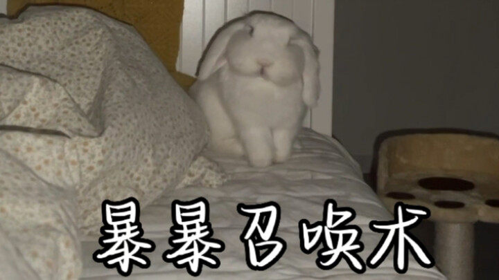 Do little bunnies appear when you film the bed?