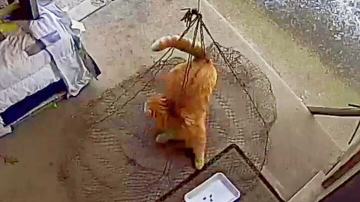 Khách nước ngoài chế tạo bẫy lưới đơn giản, dùng mưu trí bắt sống chú mèo hoang Hakimi