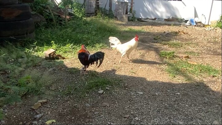 2nd spar of my white kelso broodstag