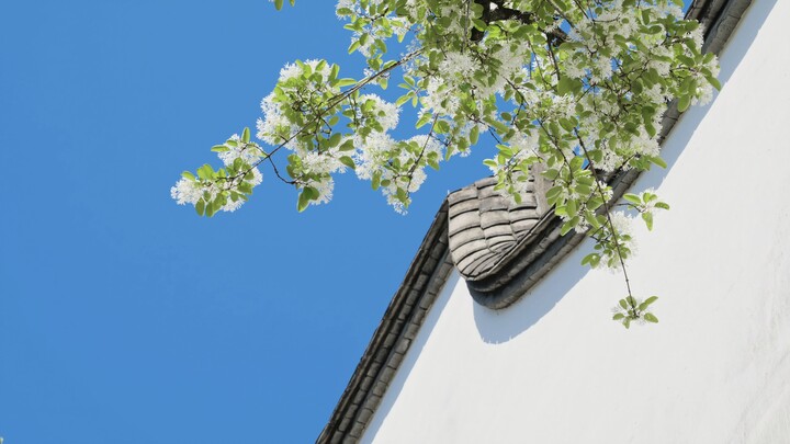 Clouds Piled Up, Snow Built High: The Century-Old Ruyi Tree of Yijin Lane