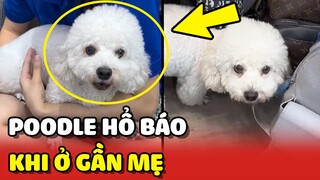 Bé Poodle HỔ BÁO không ngán ai khi ở GẦN MẸ, nhưng XA MẸ thì... 😂 | Yêu Lu