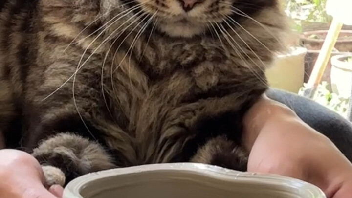 Mèo: Lúc đó tôi sợ chết khiếp, cứ nghĩ nó định ăn thịt tôi.