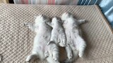 Menebak gambar dengan melihat posisi tidur kucing, soal ini aku bisa!