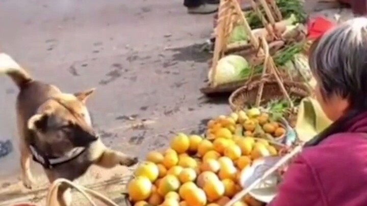 A sly dog has come to buy a melon...