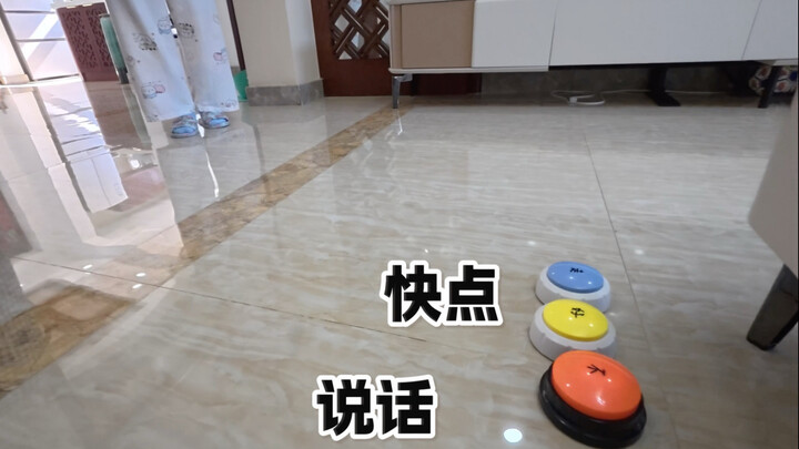 First-person immersive experience: What does it feel like to be a puppy?