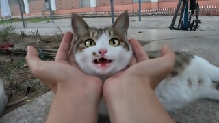 Ini kucing kecilku yang berharga 🐱