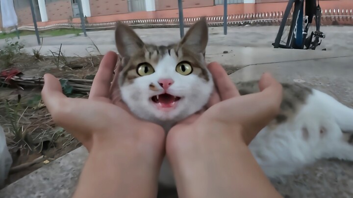 Đây là chú mèo nhỏ quý giá của tôi 🐱