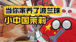 【波兰球】当你家养了波兰球-小中国茉莉