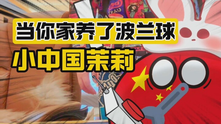 【波兰球】当你家养了波兰球-小中国茉莉