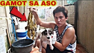 GAMOT SA ASO PUPPY | HOME REMEDIES