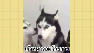 เพื่อนตัวน้อย สัตว์เลี้ยงแสนซน : เจ้าหมาจอมโวยวาย