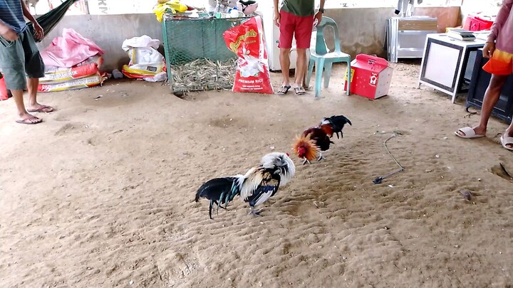spar sa farm,naiiba sila