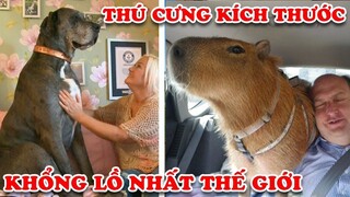 7 Người Sở Hữu Thú Cưng Có Kích Thước Lớn Nhất Thế Giới