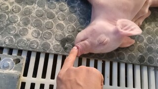 Animal|Wake Up The Sleeping Pig