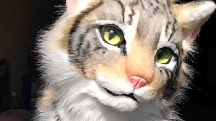 【ชุดสัตว์สมจริง】โชว์แมวลายจิ้งจอกในแสงธรรมชาติ