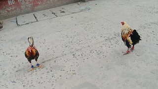 goldenboy vs popeye grey brodcock mandaragat lines