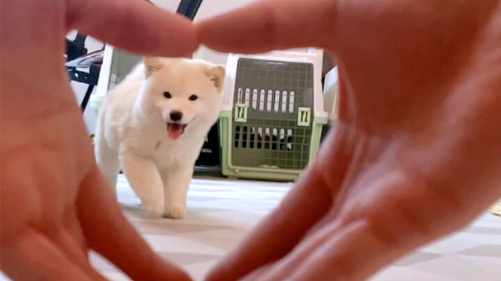 Your virtual puppy just learned a brand-new trick!