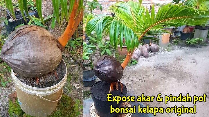 ANGKAT AKAR DAN PINDAH POT BONSAI KELAPA ORIGINAL