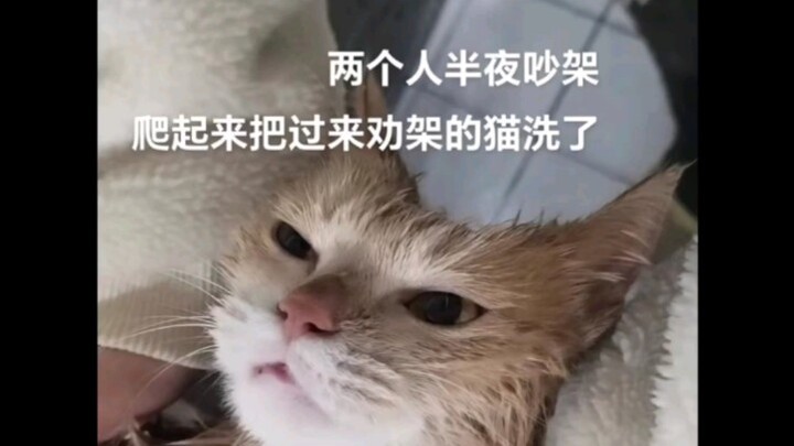 Dua orang bertengkar tengah malam, lalu bangun dan mencuci kucing yang mencoba melerai; si kucing: A