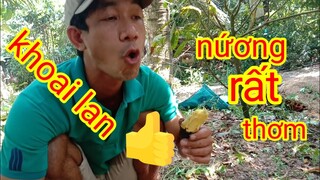 Món ngon mỗi ngày,khoai lan nướng là món ăn dân giả đơn giả rẩt ngon ,lộc xàm vlog#103
