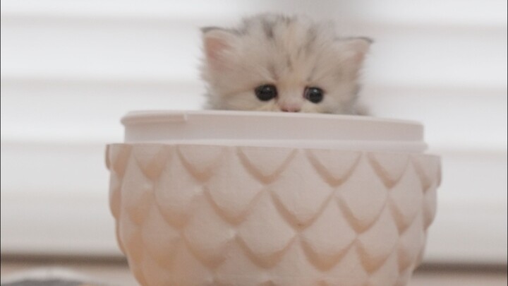 There are new little kittens again~