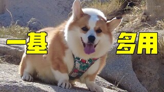 When you have a corgi, you have...