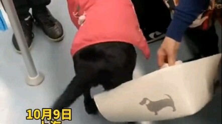 #สุนัขนำทาง ช่วยเจ้านายหาที่นั่งบนรถไฟใต้ดิน เจ้านายก็เตรียมเบาะรองนั่งให้น้องหมา ชาวเน็ตบอก: นี่แหล