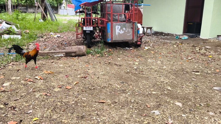 Both 51½ months Hitman Hatch Vs Mcrae test spar