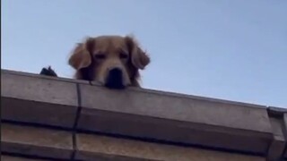 楼下在摆摊卖烧鸡，楼上狗子口水直流，网友：这谁顶得住，很难不流口水的