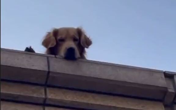 There's a stall selling roasted chicken downstairs, and the dog upstairs is drooling uncontrollably.