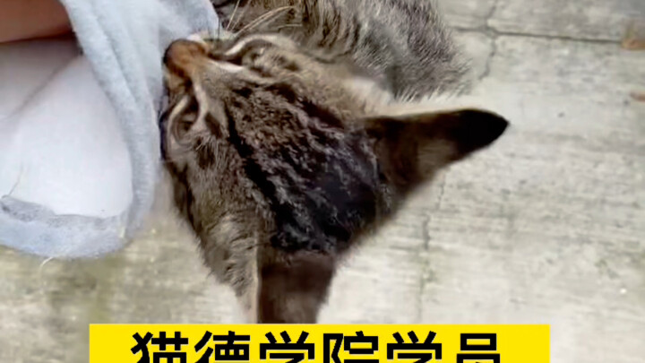 Cat De Academy Alumni Employment Follow-Up, Episode 2