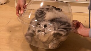 Cat head up challenge! How can it look both smart and silly?