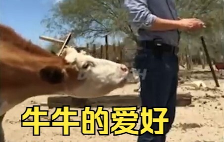 【พฤติกรรมพิลึกของมนุษย์】202 สวมกางเกงแล้วหัวเราะร่า