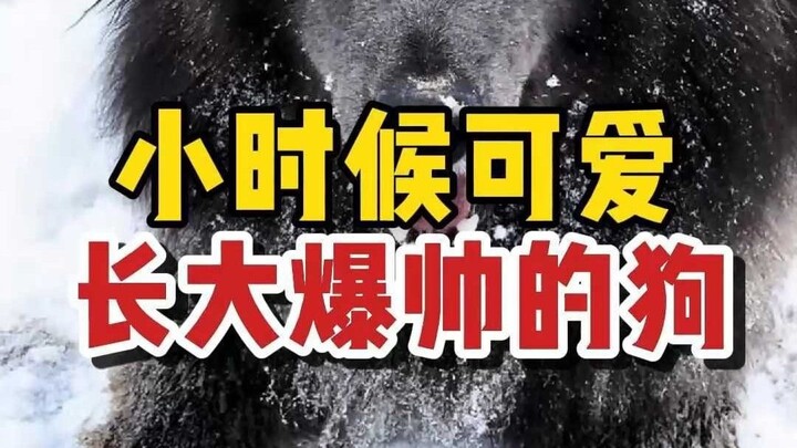 Anjing-anjing ini imut saat kecil, tapi ganteng banget saat dewasa!!