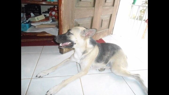 sora the aspin