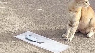 咪咪最终还是向生活低下了头