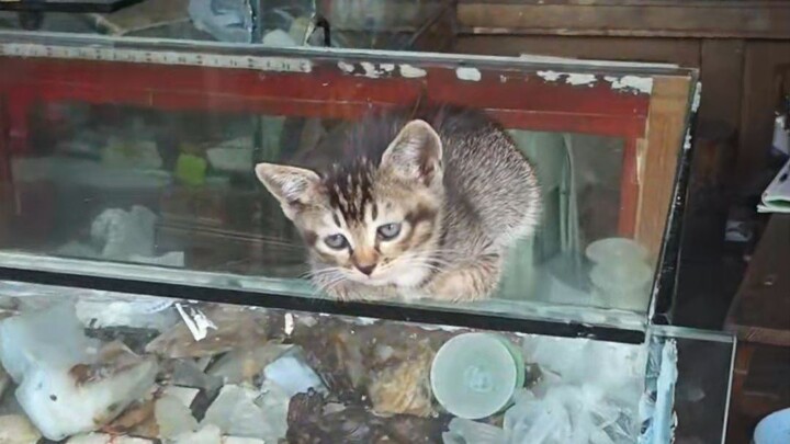 Little kitten with paws in its pockets: Hey, I’m not little anymore!