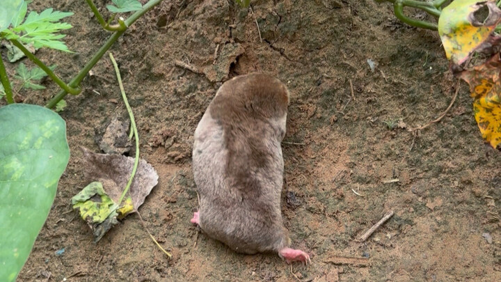 Mole digs up sweet potatoes