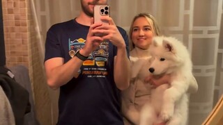 主人用手机记录下狗子的成长！逐渐从椰蓉小团子变成一辆白色面包车啦！
